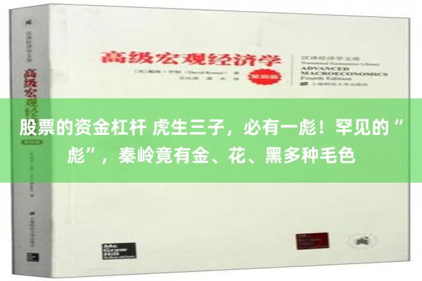股票的资金杠杆 虎生三子，必有一彪！罕见的“彪”，秦岭竟有金、花、黑多种毛色