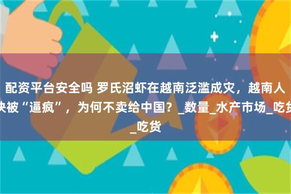 配资平台安全吗 罗氏沼虾在越南泛滥成灾，越南人快被“逼疯”，为何不卖给中国？_数量_水产市场_吃货